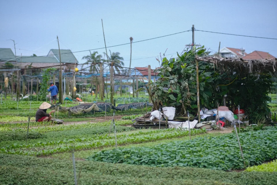 Toàn cảnh vườn