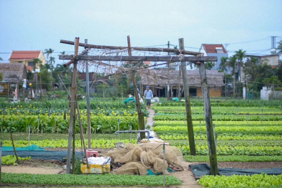 Xếp hàng lên xe giao